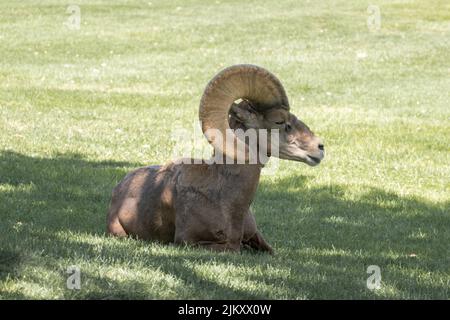 A big-horned ram lying down on the grass in sunny weather Stock Photo