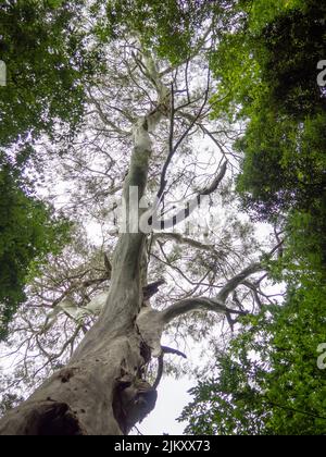 Couronnes de grands arbres de bas en haut. Arbres contre le ciel. Repos. Couché sur le dos. Nature Banque D'Images