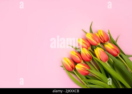 Tulipes rose et jaune sur fond rose, carte postale avec espace pour le texte. Banque D'Images