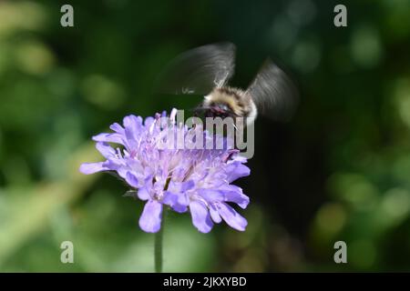 Gros plan d'une abeille sur une fleur - Scabiosa 'Bleu papillon'. Banque D'Images