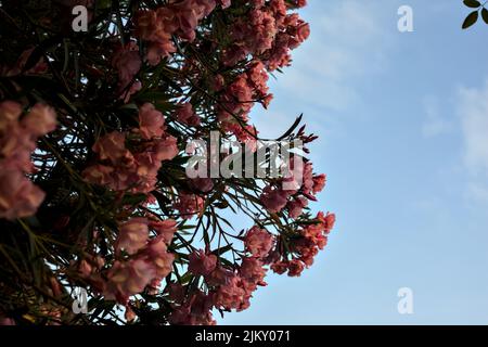 Oléander rose en fleur avec le ciel de coucher de soleil comme fond Banque D'Images