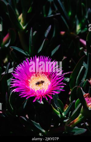 A close-up shot of a purple Hottentot-fig grown in the garden in spring Stock Photo