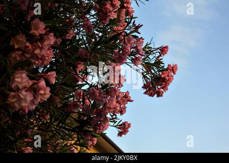 Oléander rose en fleur avec le ciel de coucher de soleil comme fond Banque D'Images