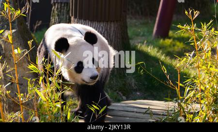 Un adorable ours de panda géant qui se promette dans un zoo Banque D'Images