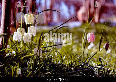 A shallow focus shot of white Fritillaria meleagris flowers Stock Photo