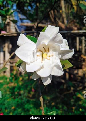 A vertical macro shot of a white blooming gardenia augusta Stock Photo