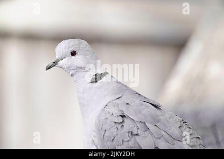 Une belle photo d'une colombe à col eurasien Banque D'Images