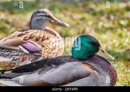 A couple of mallard ducks resting on grasses against a blurred background Stock Photo