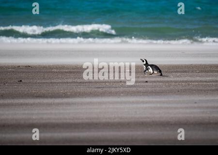 A lone Magellanic penguin walking on a beach during a sunny day in the Falkland Islands Stock Photo