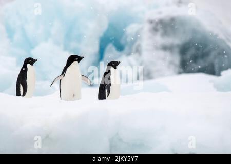 A closeup shot of three Adelie penguins on a snowy field against a cloudy sky background Banque D'Images