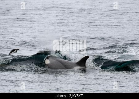 A huge orca whale swimming toward penguins on the coast Stock Photo