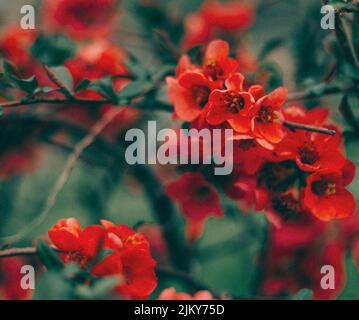 A Japanese quince branch with blooming flowers Stock Photo