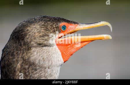 A closeup shot of an Old World cormorant on the blurry background Stock Photo