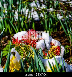 A closeup shot of red and yellow rhododendron flowers growing in the park Stock Photo