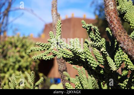 Une photo en gros plan de magnifiques branches de cactus de la corolle dans le jardin Banque D'Images
