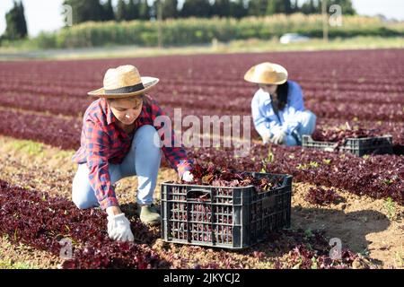 Femme horticultrice cueillant de la laitue à feuilles rouges Banque D'Images