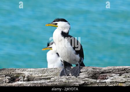 A selective focus shot of a Pied Cormorant bird perched on a log Banque D'Images