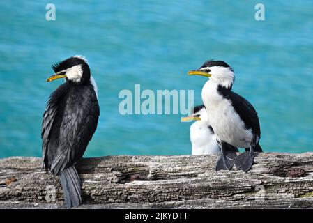 Photo sélective d'oiseaux de Cormorant à pied perchés sur une bûche Banque D'Images