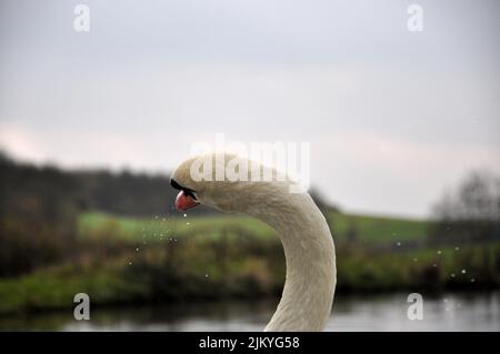 A portrait of a mute swan with water drops near the mouth, looking to the side Stock Photo