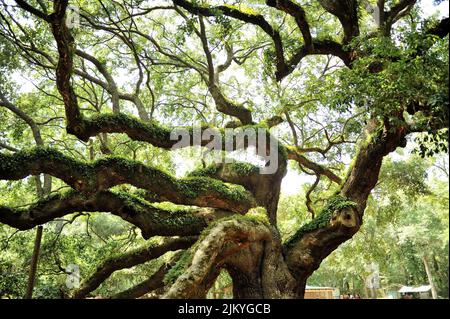 A beautiful view of the Angel Oak Tree on a beautiful sunny day in Charleston, South Carolina, United States Stock Photo