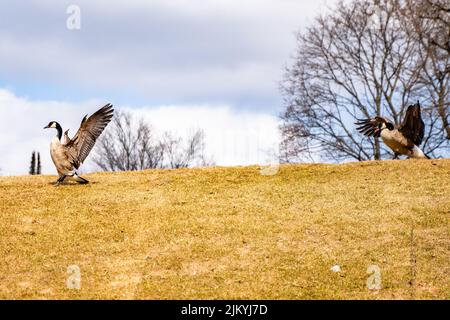 A beautiful two gooses standing on Marshall river park and wings opened in Michigan, United State Stock Photo