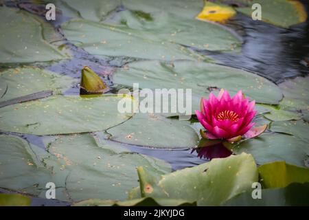 A closeup shot of a pink, beautiful lotus flower in a pond in Mayfield Gardens Stock Photo