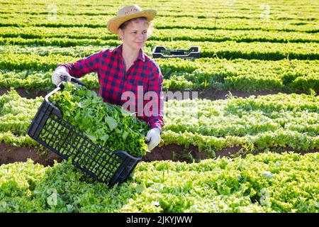 Belle jardinière femelle en chapeau de paille tenant une caisse avec de la laitue verte fraîche sur le terrain Banque D'Images