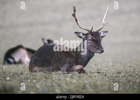 A beautiful shot of a red deer laying on a grass Stock Photo