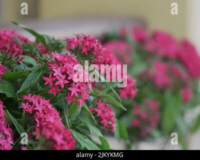 A selective focus shot of a Beautiful pink flowers called Egyptian star cluster blossoming in the garden Banque D'Images