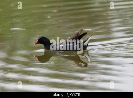 Un gros plan d'un beau gallinule commun dans un lac Banque D'Images