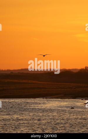 A silhouette of a flying bird over a lake on the sunset Banque D'Images