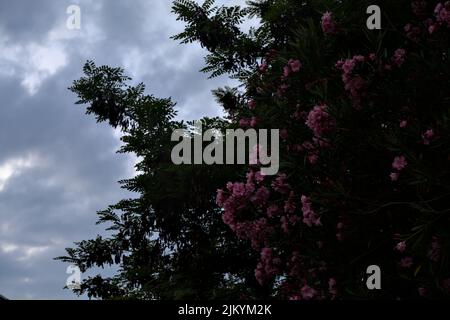 Oléander rose en fleur avec le ciel de coucher de soleil comme fond Banque D'Images