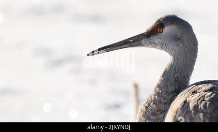 A closeup of a beautiful Sandhill crane on a blurred background Stock Photo