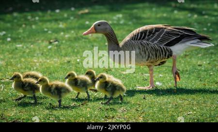 Un gros plan d'un canard marchant sur l'herbe avec ses canetons Banque D'Images