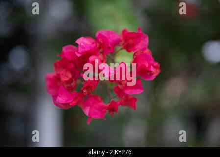 The close-up shot of a pink Bougainvillea flower Banque D'Images
