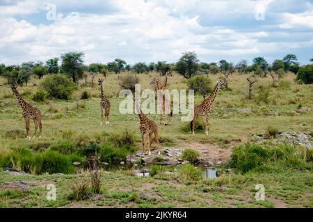 Une tour de girafes dans le safari dans le parc national de Serengeti, Tanzanie Banque D'Images