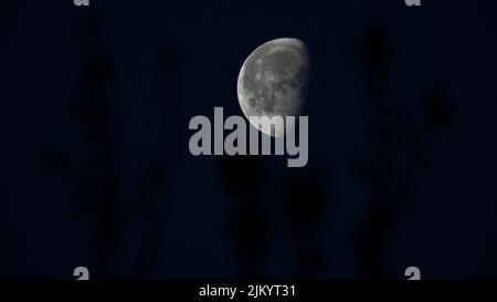 A beautiful shot of half moon on a dark blue night with a blurry silhouette of plants Stock Photo