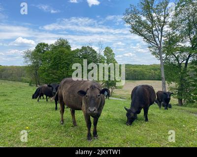 Un gros plan de vaches qui broutage dans le champ par une journée ensoleillée Banque D'Images