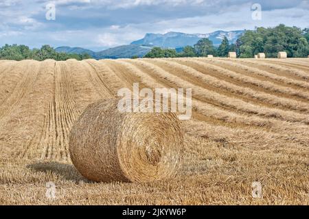 Balles rondes de paille enroulées sur le champ contre le ciel bleu, paysage de récolte automnale à la campagne. Encore une vie de terres agricoles et de forêt près de Lyon Banque D'Images