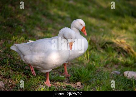 A closeup shot of two domestic geese sleeping while standing with one leg on the green grass on a sunny day with blurred background Stock Photo