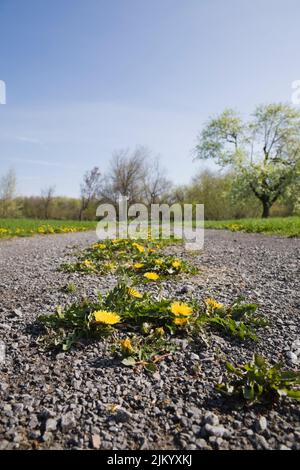 Gros plan de Taraxacum - Dandelion fleurs croissant sur une route de gravier au printemps. Banque D'Images