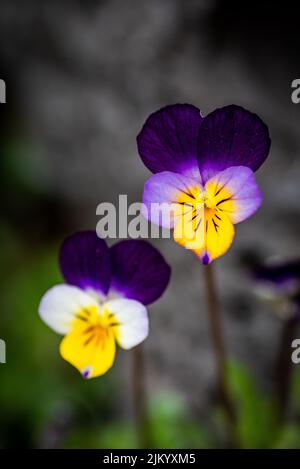 A vertical shot of a purple pansy flowers in a garden Stock Photo