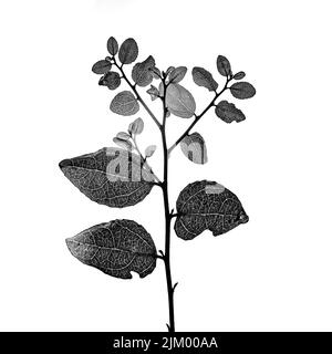 A grayscale illustration of a branch with leaves on a white background Stock Photo