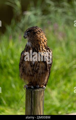 Un gros plan vertical d'un hibou-aigle forestier s'est installé sur un poteau en bois sur un fond flou Banque D'Images