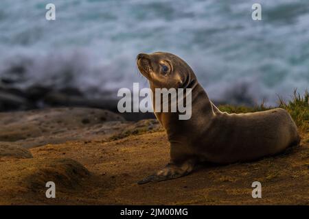 A LONE BABY SEAL PUP ON THE CLIFFS NEAR LA JOLLA CALIFORNIA WITH A BLURRY BACKGROUND Stock Photo