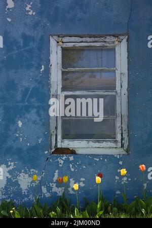 Tulipa - tulipes poussant dans la pelouse d'herbe à côté d'un vieux mur de ciment peint en bleu avec une fenêtre blanche. Banque D'Images