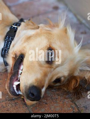 Les chiens ne sont pas toute notre vie, mais ils rendent notre vie entière. Photo portrait d'un adorable chiot d'épagneul cocker allongé sur le côté extérieur de la brique Banque D'Images