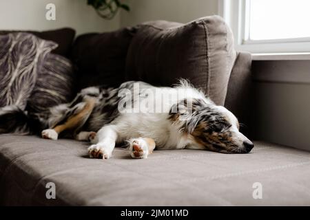 An adorable border collie dog sleeping on a gray couch Banque D'Images