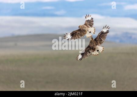 Un cliché sélectif de deux oiseaux à longues pattes volant ensemble Banque D'Images