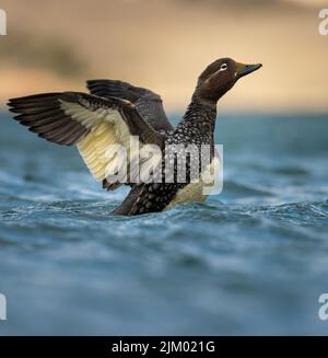 A selective focus shot of a yellow billed loon bird swimming in a lake Stock Photo